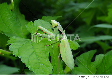 ムネアカハラビロカマキリ 67876328