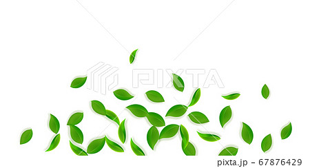 Falling green leaves. Fresh tea neat leaves flying Falling green leaves. Fresh tea neat leaves flying 67876429