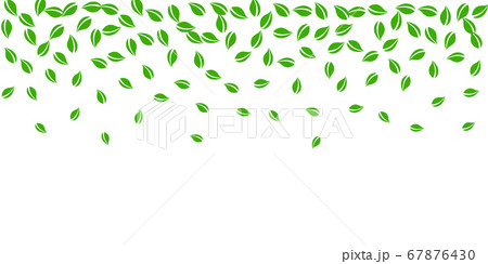 Falling green leaves. Fresh tea random leaves flyi Falling green leaves. Fresh tea random leaves flyi 67876430