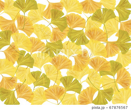 敷き詰められたいちょう 水彩風イラストのイラスト素材