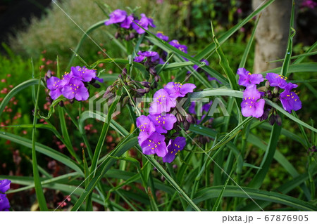トキワツユクサ トキワツユクサ 67876905