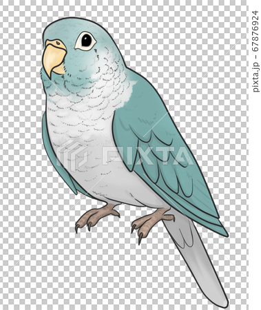Uroko parakeet Uroko parakeet 67876924