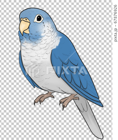Uroko parakeet Uroko parakeet 67876926