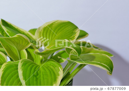 色鮮やかな緑色のギボウシ　鉢植え 67877009