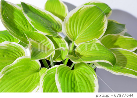 色鮮やかな緑色のギボウシ　鉢植え 67877044