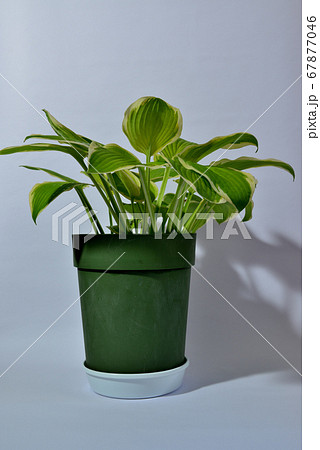 色鮮やかな緑色のギボウシ 鉢植え 色鮮やかな緑色のギボウシ 鉢植え 67877046