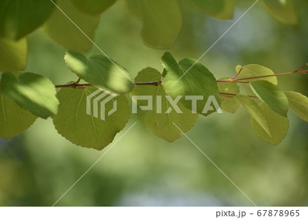 カツラ カツラ 67878965