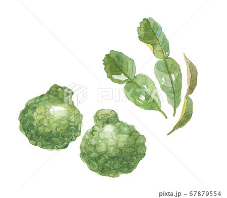 瘤蜜柑