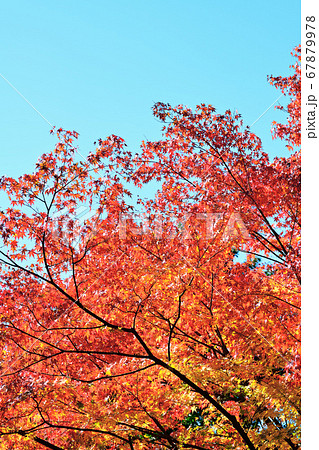 秋の風景　紅葉 67879978