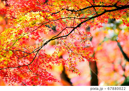 秋の風景 紅葉の写真素材