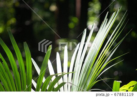 森の中でまぶしく光るノコギリヤシの葉 67881119