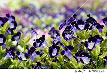 ハナウリクサ 濃い紫色の花の群生 ハナウリクサ 濃い紫色の花の群生 67881174