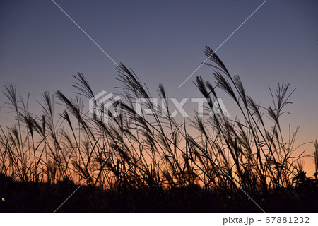 秋イメージ 夕焼け空の背景にススキが風に揺れているイメージ の写真素材