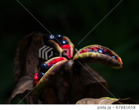 ヤマシャクヤク 実が裂けて黒と赤の種子が露出した様子 ヤマシャクヤク 実が裂けて黒と赤の種子が露出した様子 67881658