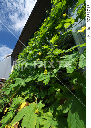 夏を涼しくしてくれるゴーヤのカーテン 夏を涼しくしてくれるゴーヤのカーテン 67881713