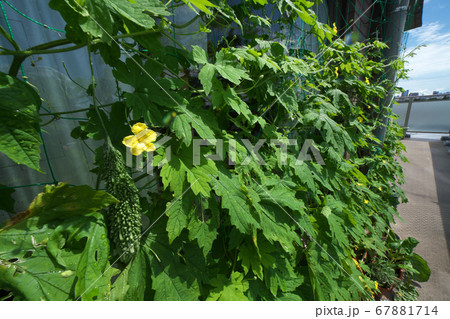 夏を涼しくしてくれるゴーヤのカーテン 67881714