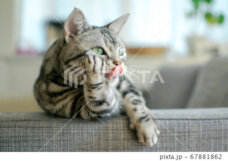 頬杖をつく猫	 67881862