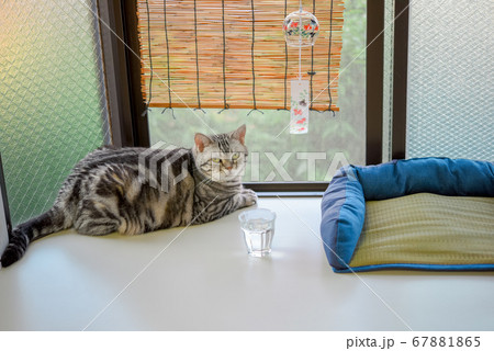 夏の出窓でくつろぐ猫 67881865