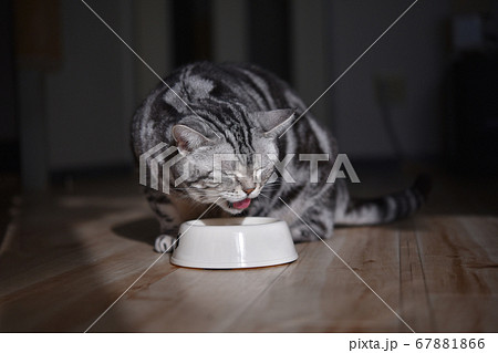 うんめぇ カリカリを噛み締めて味わう食事中の猫 の写真素材