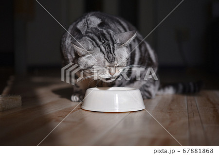うんめぇ カリカリを噛み締めて味わう食事中の猫 の写真素材