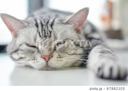 夏バテ気味の猫	 67882103