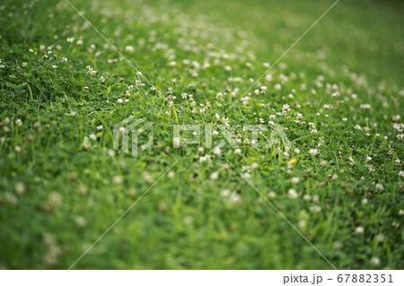自然 緑 夏 67882351