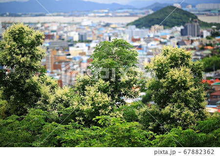 夏 木浦市 都心 67882362
