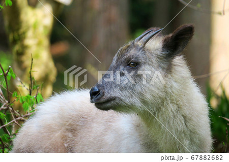 カモシカの子供 67882682