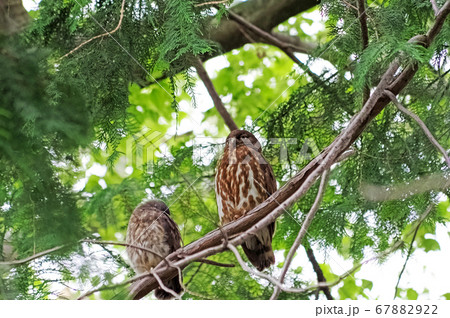 木の枝で休息するアオバズクの親子 67882922