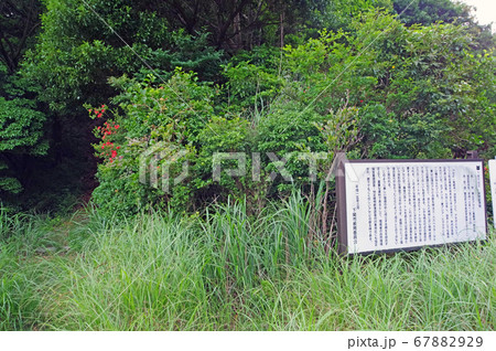 下関市華山の市指定天然記念物馬酔木群生林 67882929