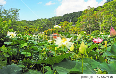 下関市東行庵の蓮池に咲く大輪の花 下関市東行庵の蓮池に咲く大輪の花 67882936