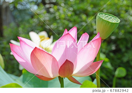 水辺に咲く大輪の美しいピンクの蓮の花の写真素材 6742