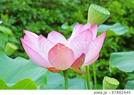 水辺に咲く大輪の美しいピンクの蓮の花の写真素材 6744