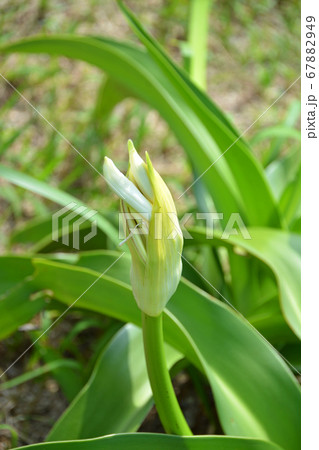 海辺に咲く白い大きなハマユウの蕾 67882949