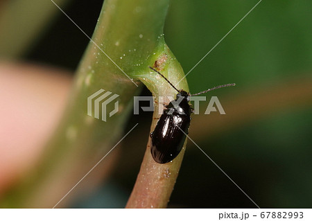生き物 昆虫 クロツヤバネクチキムシ 大きさは五ミリほど 艶々の黒光りする体の写真素材 6793