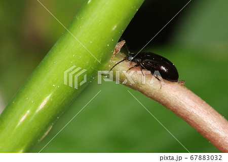 生き物 昆虫 クロツヤバネクチキムシ、五月半ば。雑木林の林縁、アカメガシワの若い枝にいました 生き物 昆虫 クロツヤバネクチキムシ、五月半ば。雑木林の林縁、アカメガシワの若い枝にいました 67883032