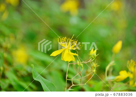 黄金色の花　ビヨウヤナギ 67883036