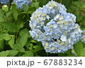 淡い青色の紫陽花の花 67883234