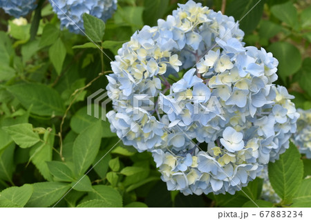 淡い青色の紫陽花の花 淡い青色の紫陽花の花 67883234