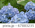 青色の紫陽花の花 67883235