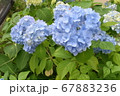 青色の紫陽花の花満開 67883236