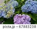 色とりどりの紫陽花の花 67883238