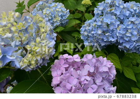 色とりどりの紫陽花の花 色とりどりの紫陽花の花 67883238