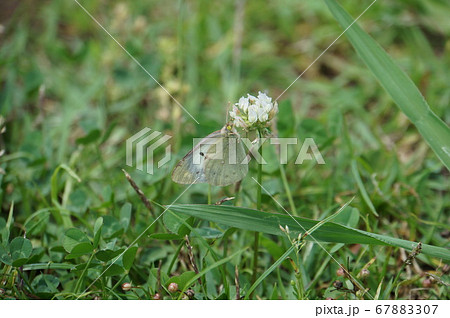 モンキチョウのメス モンキチョウのメス 67883307