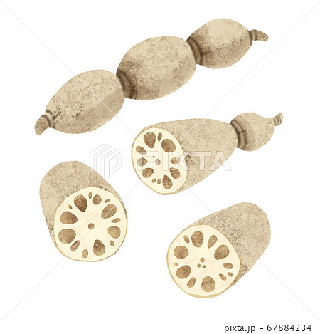 レンコンの手描きイラスト 秋の味覚のイラスト素材