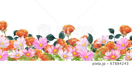 コスモスと薔薇の花畑水彩画のイラスト素材
