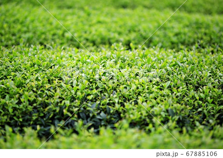 農業 畑 緑茶畑 67885106