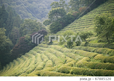 畑 山 緑茶畑 67885120