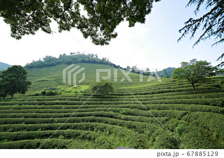 畑 農園 緑茶畑 67885129