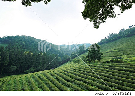 畑 農園 緑茶畑 67885132